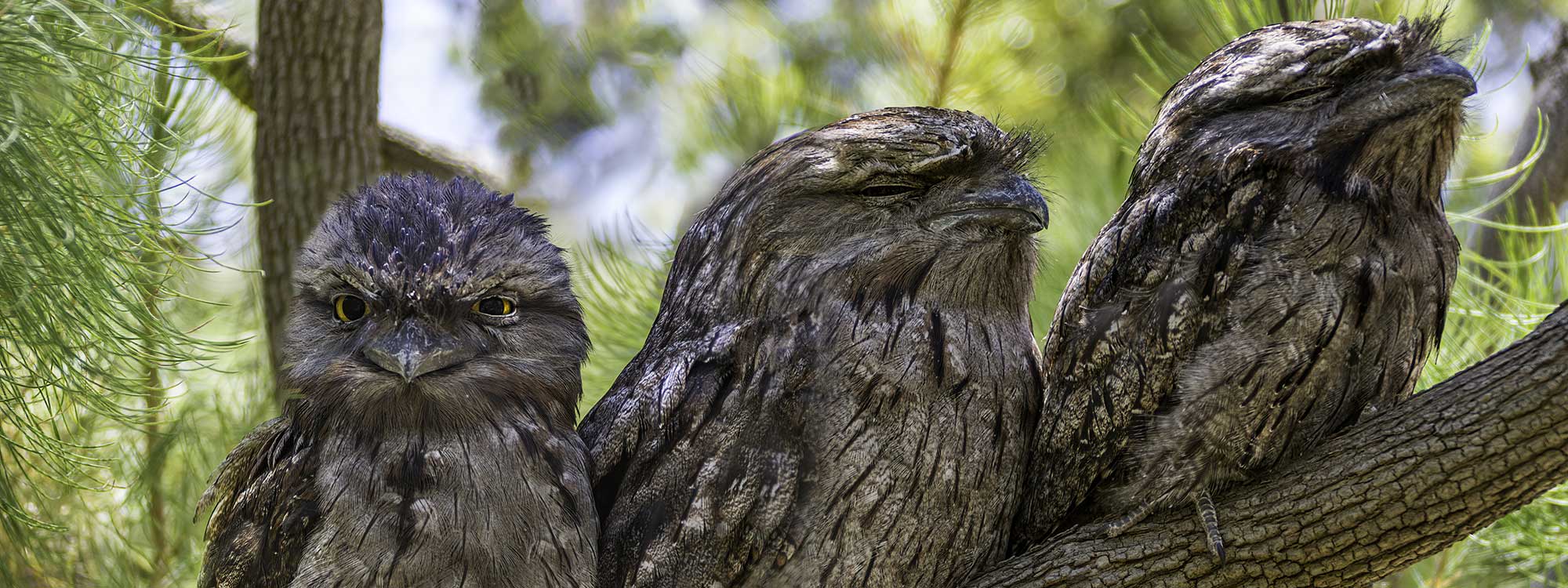 frogmouths